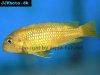 Blue electric cichlid, picture 13