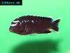 Blue electric cichlid, picture 15