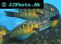 Blunthead cichlid; Mpulungu