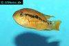 Bolivian cichlid picture