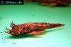 Bristlenose catfish, picture 6