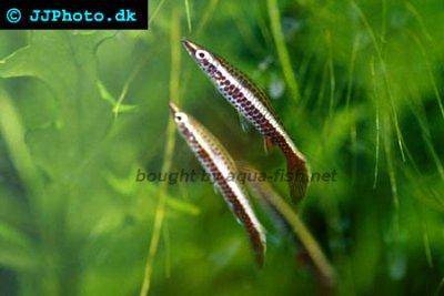 Brown pencilfish - Nannostomus eques