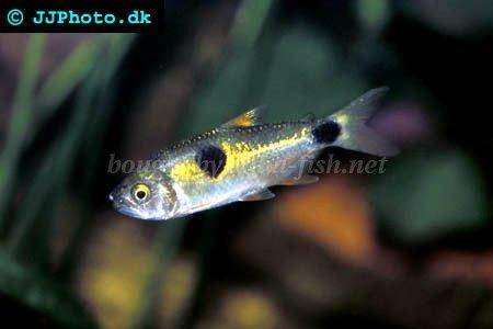 Rainbow Tetra - Nematobrycon lacortei Fish Profile & Care Guide