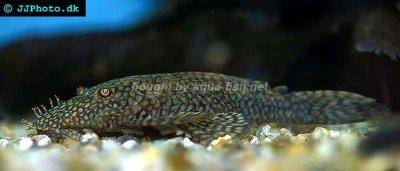 Catfish - Ancistrus tamboensis