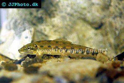 Chinese algae eater - Gyrinocheilus aymonieri