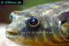 Coral butterfly puffer, picture 5