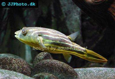 Coral butterfly puffer - Tetraodon lineatus