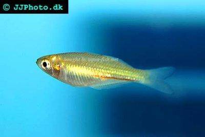 Crimson spot rainbowfish - Melanotaenia duboulayi