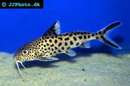 An article on caring for Cuckoo catfish (Synodontis multipunctatus