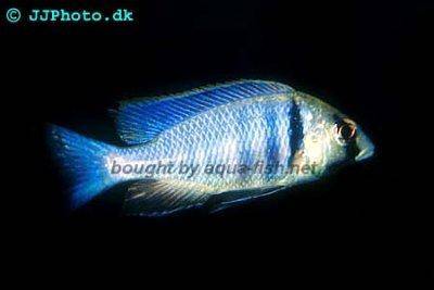 Deepwater hap - Placidochromis electra
