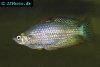 Eastern rainbowfish