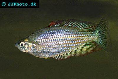 Eastern rainbowfish - Melanotaenia splendida splendida