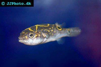 Figure eight puffer - Tetraodon biocellatus