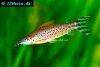 Flagtail catfish, picture 1