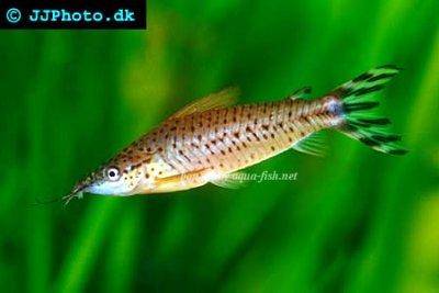 Flagtail catfish - Dianema urostriatum