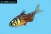 Flame tetra, picture 1