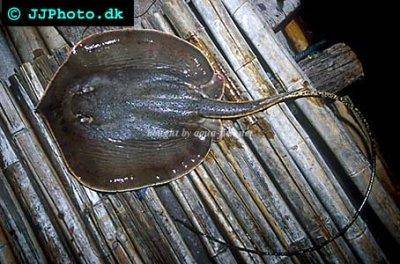 Freshwater stingray hot sale care