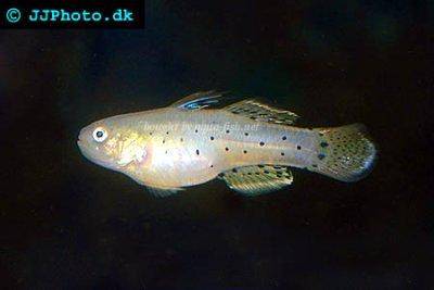 Goby fish - Stigmatogobius sadanundio