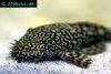 Gold marble bristlenose catfish, picture 1