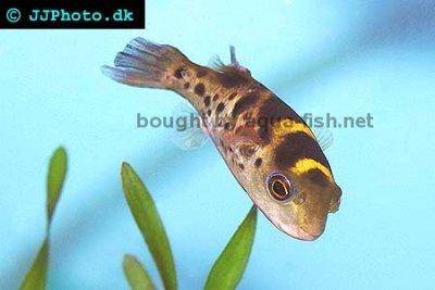 Green pufferfish - Tetraodon fluviatilis