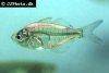 Indian glassfish