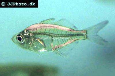 Indian glassfish - Parambassis ranga