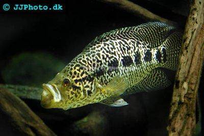 Jaguar cichlid - Parachromis managuensis