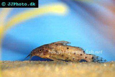Lace catfish - Synodontis nigrita