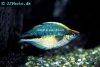 Lake kutubu rainbowfish, picture 1
