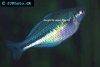 Lake kutubu rainbowfish, picture 2