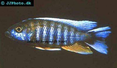 Lake malawi butterfly cichlid - Aulonocara jacobfreibergi