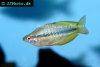Lake tebera rainbowfish, picture 1