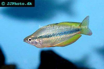 Lake tebera rainbowfish - Melanotaenia herbertaxelrodi