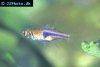 Lambchop rasbora