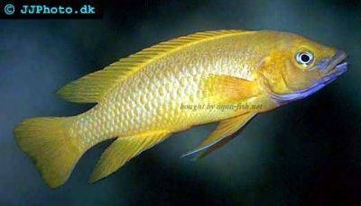 Lemon cichlid - Neolamprologus leleupi