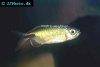 Longfin tetra, picture 2