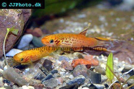 Lyretail killifish