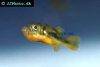 Malabar pufferfish, picture 7