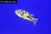 Malabar pufferfish, picture 9