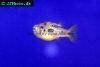 Malabar pufferfish, picture 10