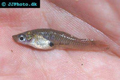 Mosquito fish - Gambusia affinis