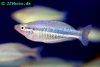 New Guinea rainbowfish