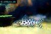 Ocellated synodontis, picture 2