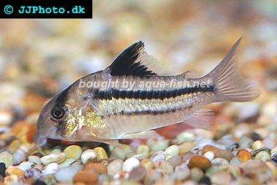 Pink corydoras - Corydoras axelrodi