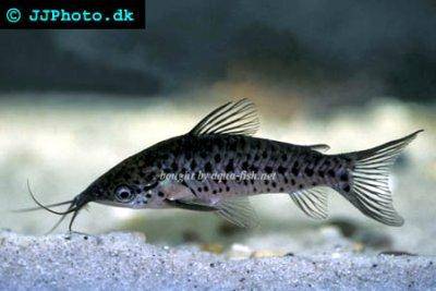 Porthole catfish - Dianema longibarbis