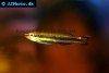Rainbowfish, picture 3