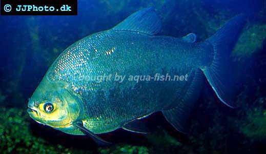 pacu fish in aquarium