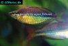 Regal rainbowfish