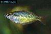 Regal rainbowfish, picture 4