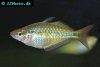 Regal rainbowfish, picture 5